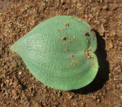 Eriospermum corymbosum