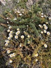 Helichrysum retortum