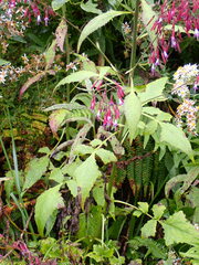 Notoseris melanantha