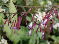 Notoseris melanantha