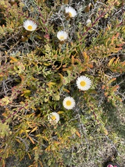 Helichrysum retortum