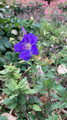 Geranium pratense