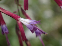 Notoseris melanantha