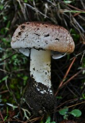 Agaricus lutosus