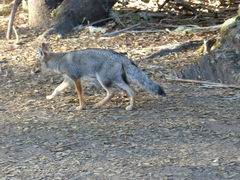 Lycalopex griseus