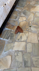 Saturniidae