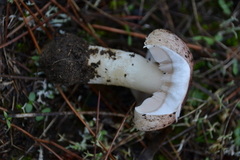 Agaricus lutosus