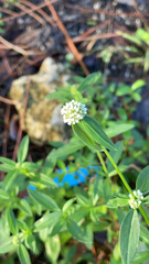 Spermacoce verticillata