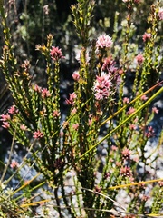 Sprengelia incarnata