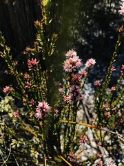 Sprengelia incarnata