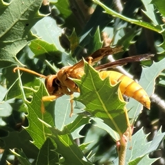 Polistes flavus