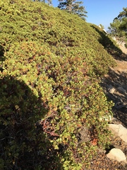 Arctostaphylos parryana