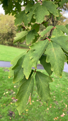 Acer griseum