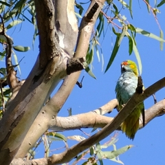 Parvipsitta porphyrocephala