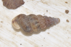 Cochlostoma septemspirale