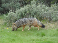 Lycalopex culpaeus