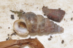 Cochlostoma septemspirale