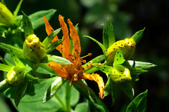 Hypericum × desetangsii