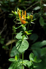 Hypericum × desetangsii