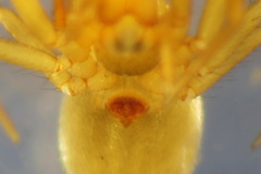 Centromerus silvicola
