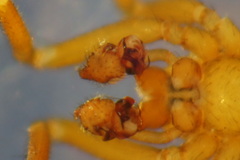Centromerus silvicola
