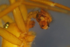 Centromerus silvicola