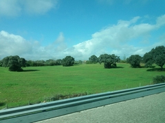 Quercus rotundifolia