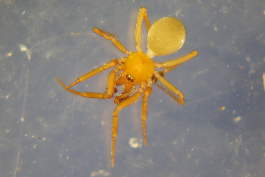 Centromerus silvicola