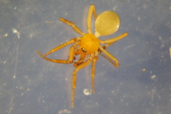 Centromerus silvicola