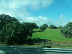 Quercus rotundifolia