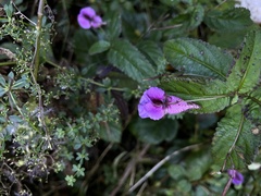 Impatiens