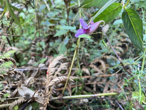 Impatiens forrestii
