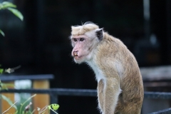 Macaca sinica
