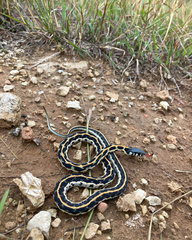 Thamnophis cyrtopsis ocellatus