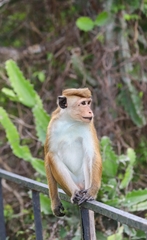 Macaca sinica