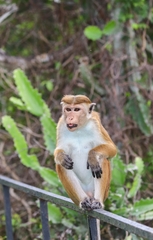Macaca sinica