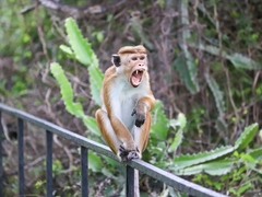 Macaca sinica