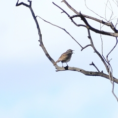 Cincloramphus mathewsi