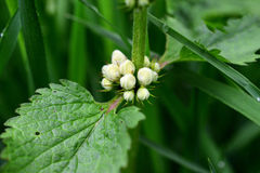 Lamium album