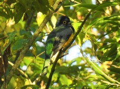 Trogon caligatus