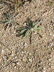 Andryala integrifolia