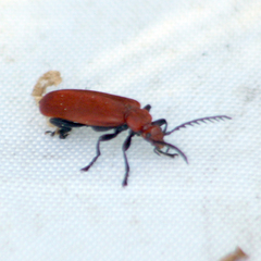 Pyrochroa serraticornis