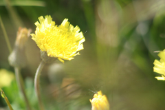 Pilosella officinarum