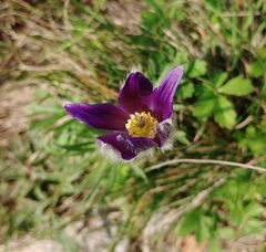 Pulsatilla montana