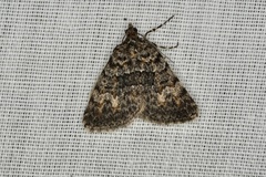 Dichromodes semicanescens