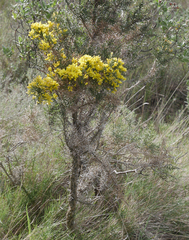 Ulex parviflorus