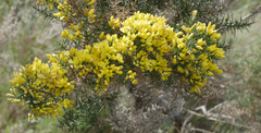 Ulex parviflorus