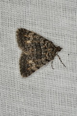 Dichromodes semicanescens