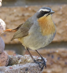 Cossypha caffra caffra