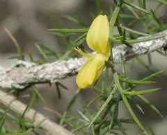 Ulex parviflorus